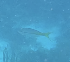 Ocyurus chrysurus