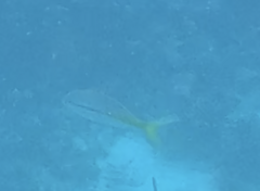 Ocyurus chrysurus
