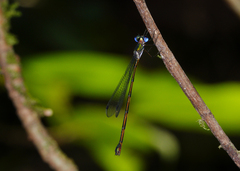 Synlestes tropicus