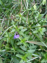 Scutellaria scordifolia
