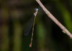 Synlestes tropicus