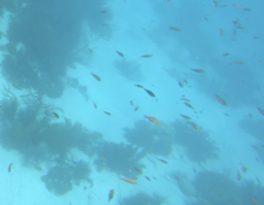 Azurina multilineata