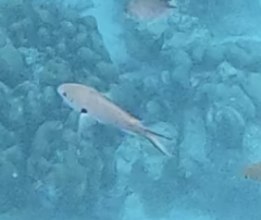 Azurina multilineata