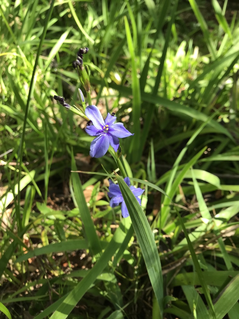 Blue cornlily from North Turramurra, NSW, AU on December 26, 2022 at