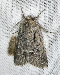 Acronicta euphorbiae