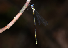 Synlestes tropicus