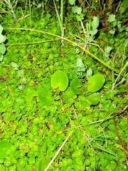 Centella asiatica