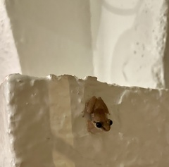 Eleutherodactylus coqui