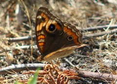 Junonia genoveva hilaris