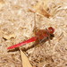 Red Arrow - Photo (c) Reiner Richter, some rights reserved (CC BY-NC-SA), uploaded by Reiner Richter