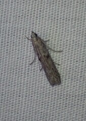 Cryptoblabes hemigypsa