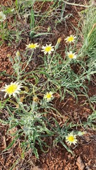 Tragopogon buphthalmoides