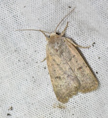 Caradrina aspersa