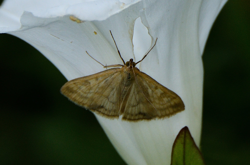 Gelsvoji Sitochroja nuotrauka