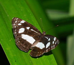 Phaedyma shepherdi