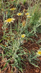 Tragopogon buphthalmoides
