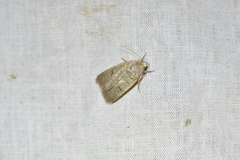Caradrina aspersa