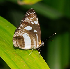 Phaedyma shepherdi