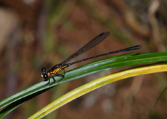 Lestoidea conjuncta