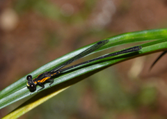 Lestoidea conjuncta