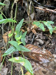 Passiflora colinvauxii