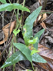 Passiflora colinvauxii