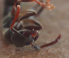 Platythyrea punctata