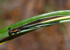 Lestoidea conjuncta