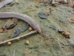 Amphisbaena vermicularis