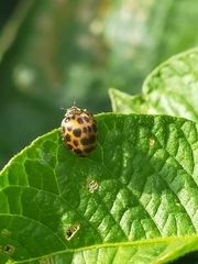 Henosepilachna vigintisexpunctata