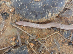 Amphisbaena vermicularis