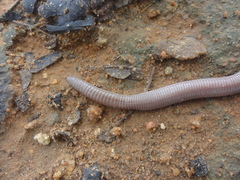 Amphisbaena vermicularis