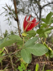 Passiflora manicata