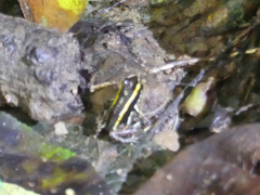 Phyllobates lugubris