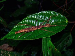 Asceles margaritatus