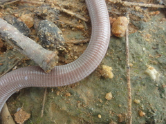 Amphisbaena vermicularis