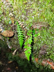 Blechnum mochaenum