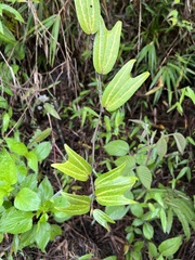Decaloba