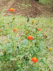 Tithonia