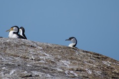 Phalacrocorax fuscescens