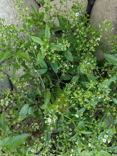 Veronica undulata iNat (3)