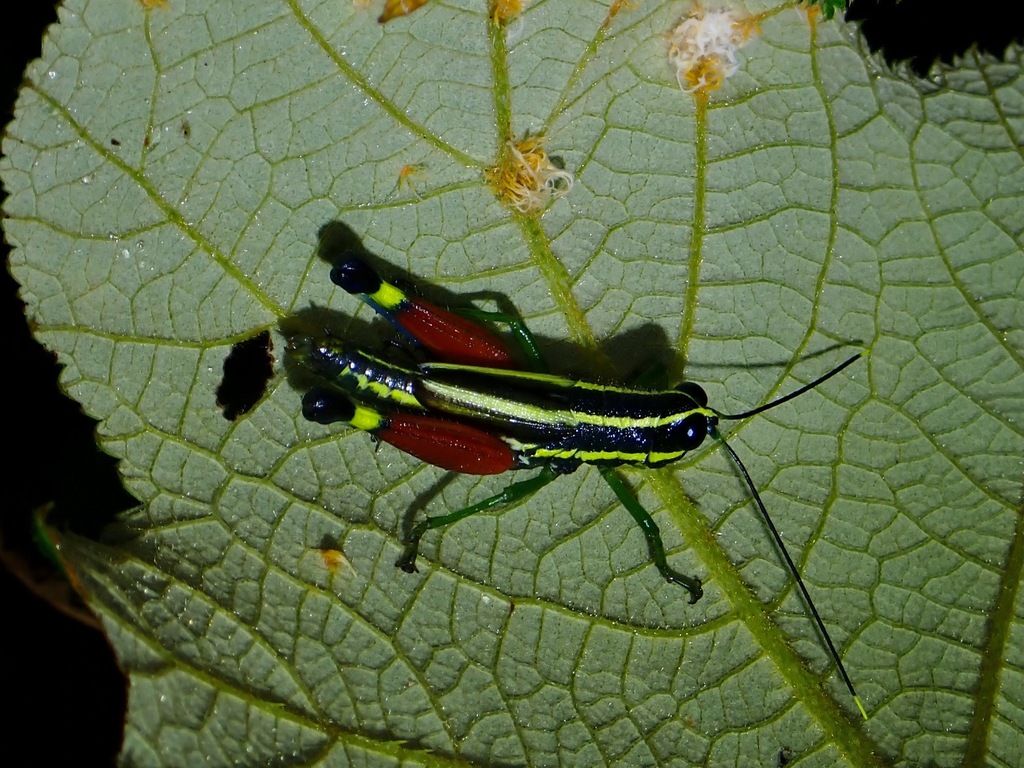 Coloracris striata