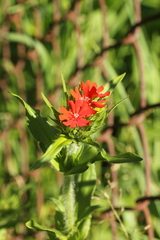 Silene chalcedonica