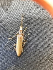Oedemeridae