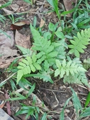 Christella parasitica