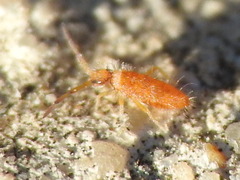 Entomobrya atrocincta