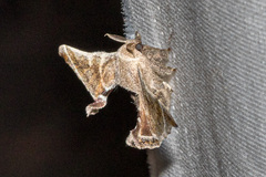 Bombyx lemeepauli