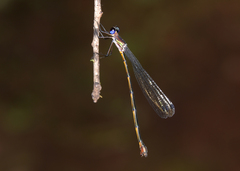 Synlestes tropicus