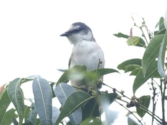 Pericrocotus cantonensis