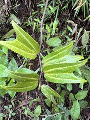 Decaloba